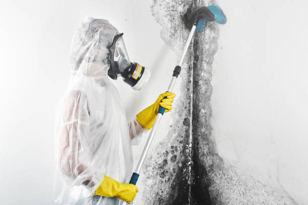 Best Water Damage & Mold Remediation  in Seaman, OH