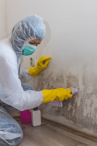 Best Comprehensive Air Testing for Mold Contaminants  in Seaman, OH