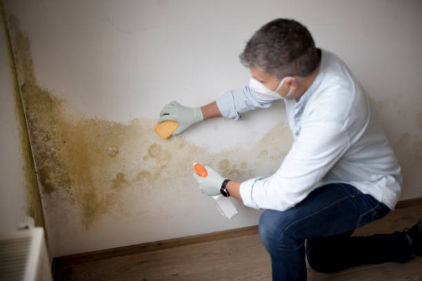 Best Mold Documentation for Insurance Claims  in Seaman, OH